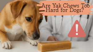 Are-Yak-Chews-Too-Hard-for-Dogs