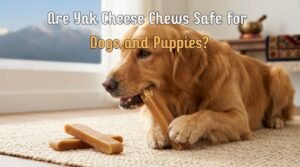 Golden retriever relaxing while chewing a Himalayan cheese chew indoors.