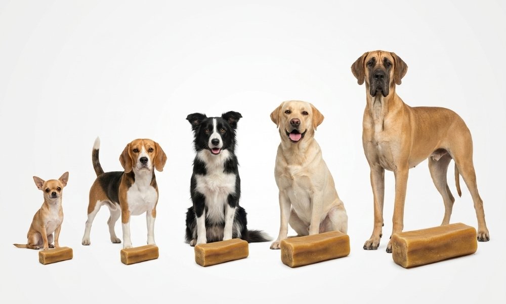 Different yak chew sizes displayed beside dogs of various sizes for safe selection.