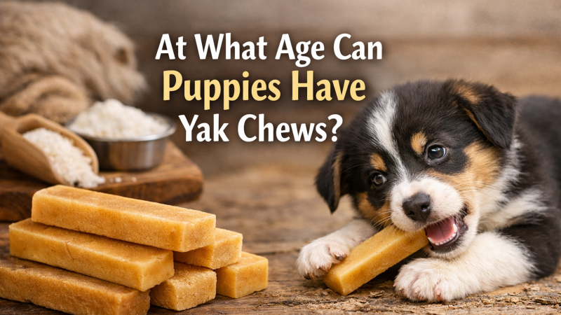 At What Age Can Puppies Have Yak Chews?