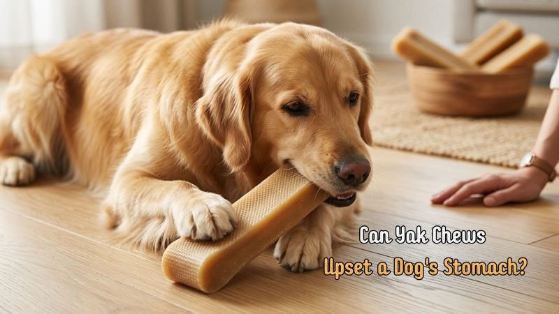 Dog safely chewing a Himalayan yak chew under owner supervision.